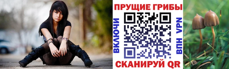 Псилоцибиновые грибы Magic Shrooms где можно купить Ставрополь